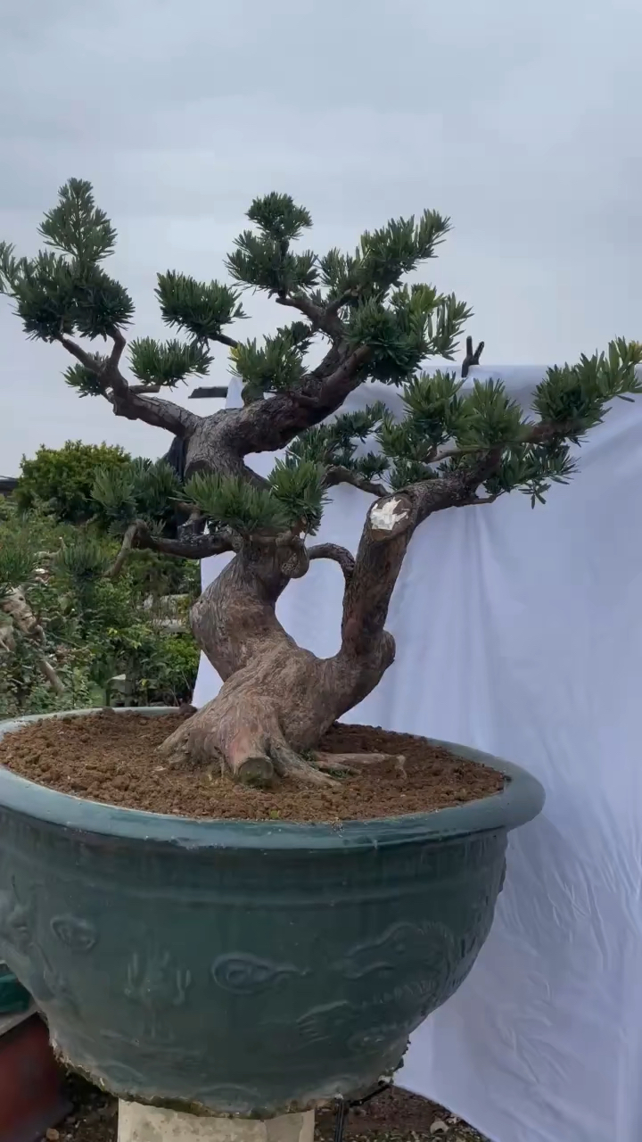 少有的骨架菊花芯罗汉松,懂的朋友估计不多.-度小视