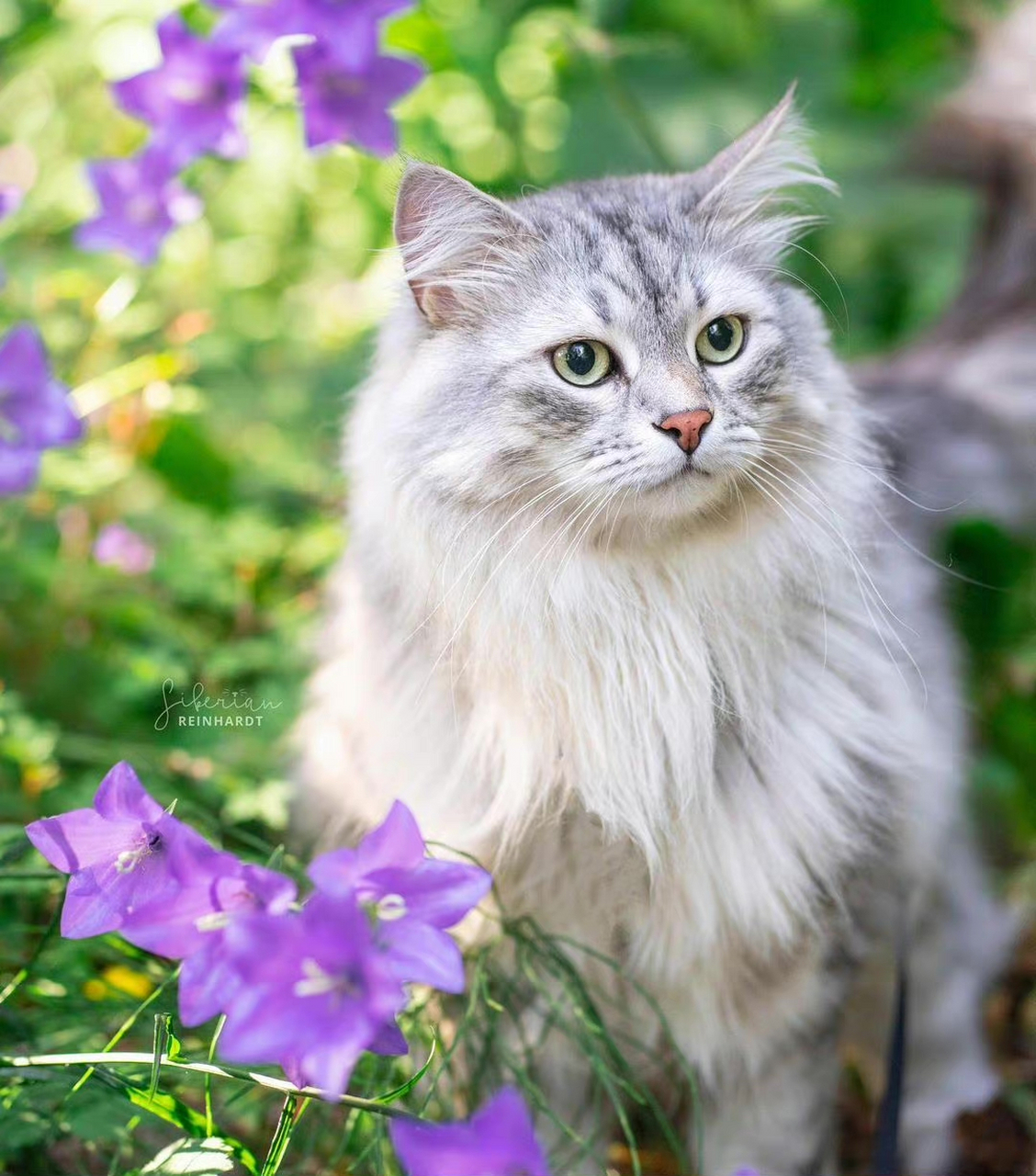 我从花中来,西森猫#萌宠# #猫咪# #动态创作月