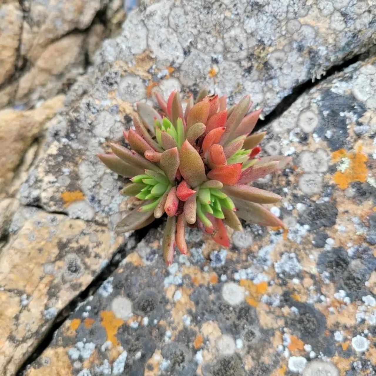 野生多肉 山上图片