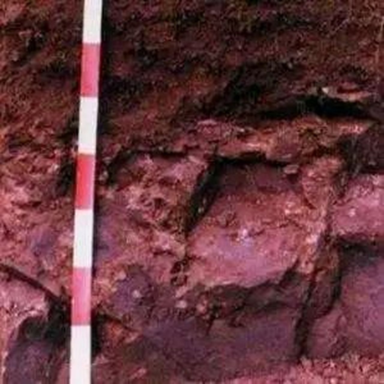 中国五色土之六——紫色土  紫色土是我国的一种特殊土壤类型,紫红色