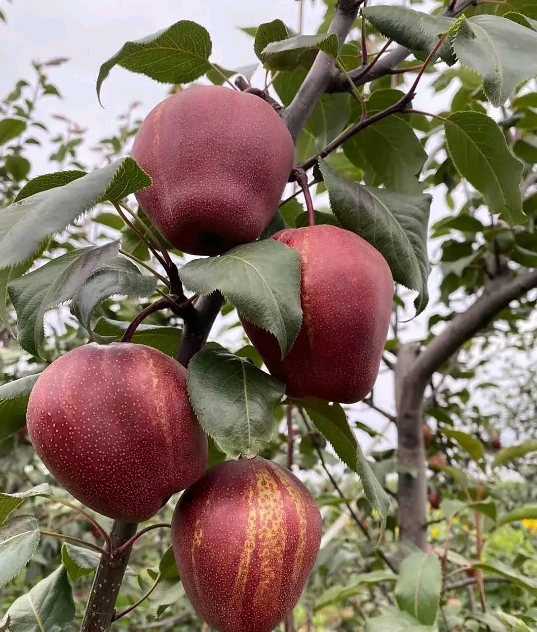 陕西彩虹梨,外表是红黄青色相接的一种近年来热门品种酥梨,新市场前景