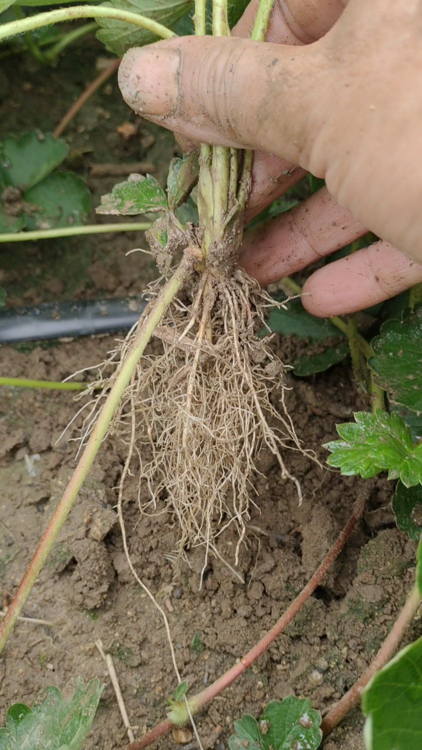 草莓生产苗目前的根系状态家良好,毛细根发达,无根腐!-度小视