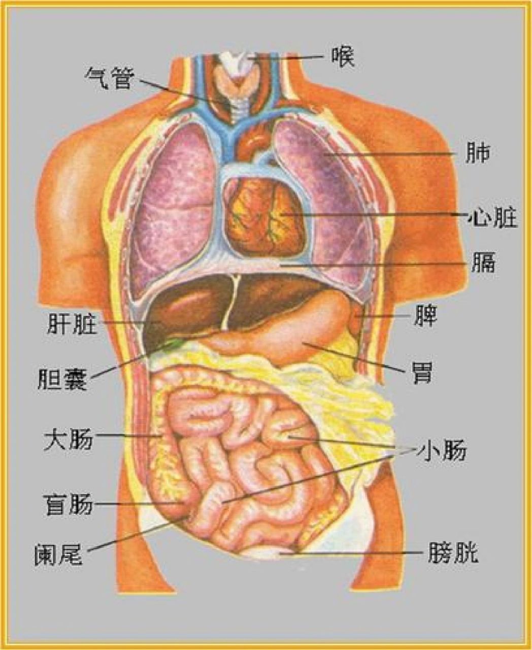 肝在身体左边还是右边图片