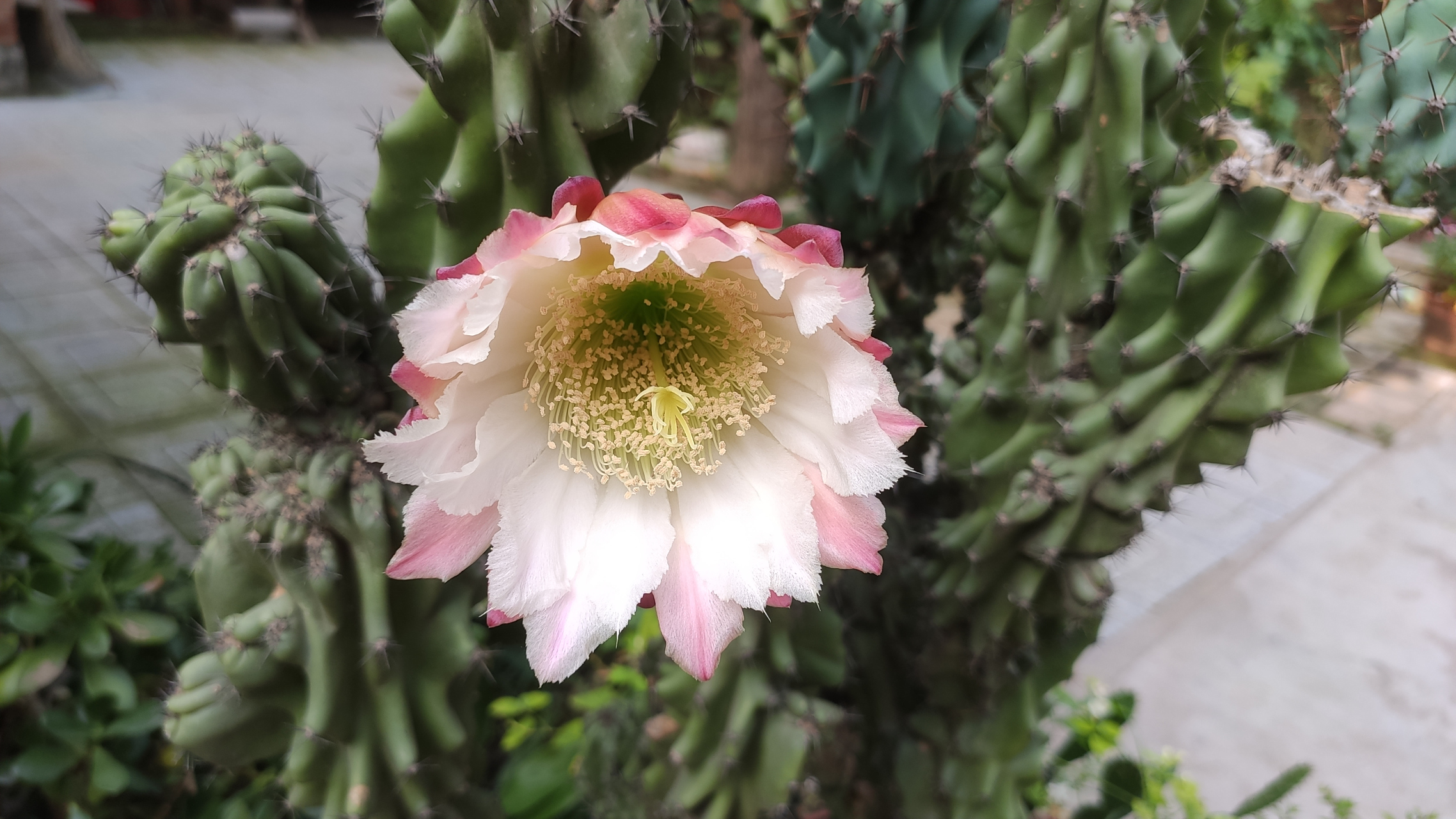 山影拳属于仙人掌科,形状好像山影一样,又像突兀的石头,在容姐看来