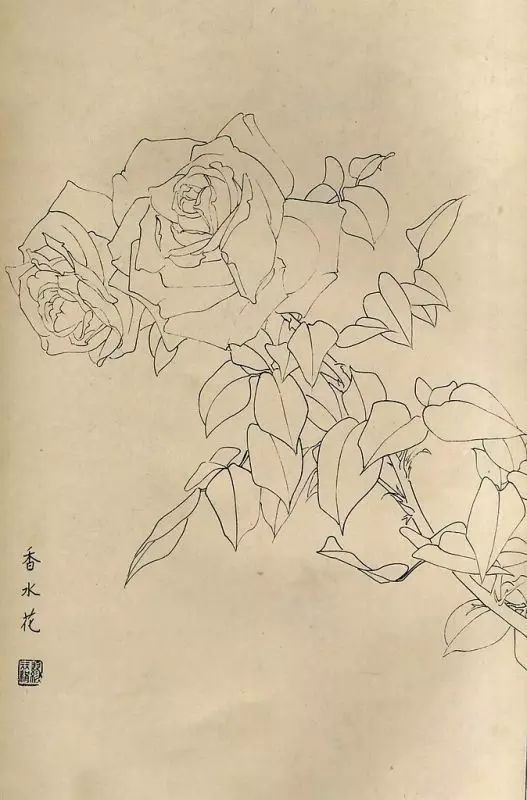 素材|工筆白描百花圖譜49圖