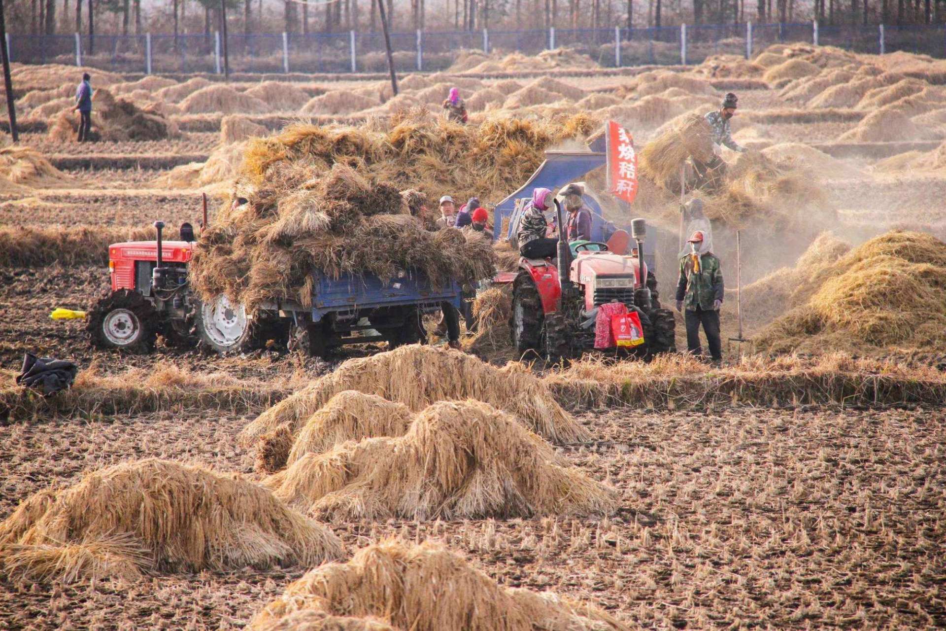 截至10月30日晚,黑龙江省农作物已收获23313.