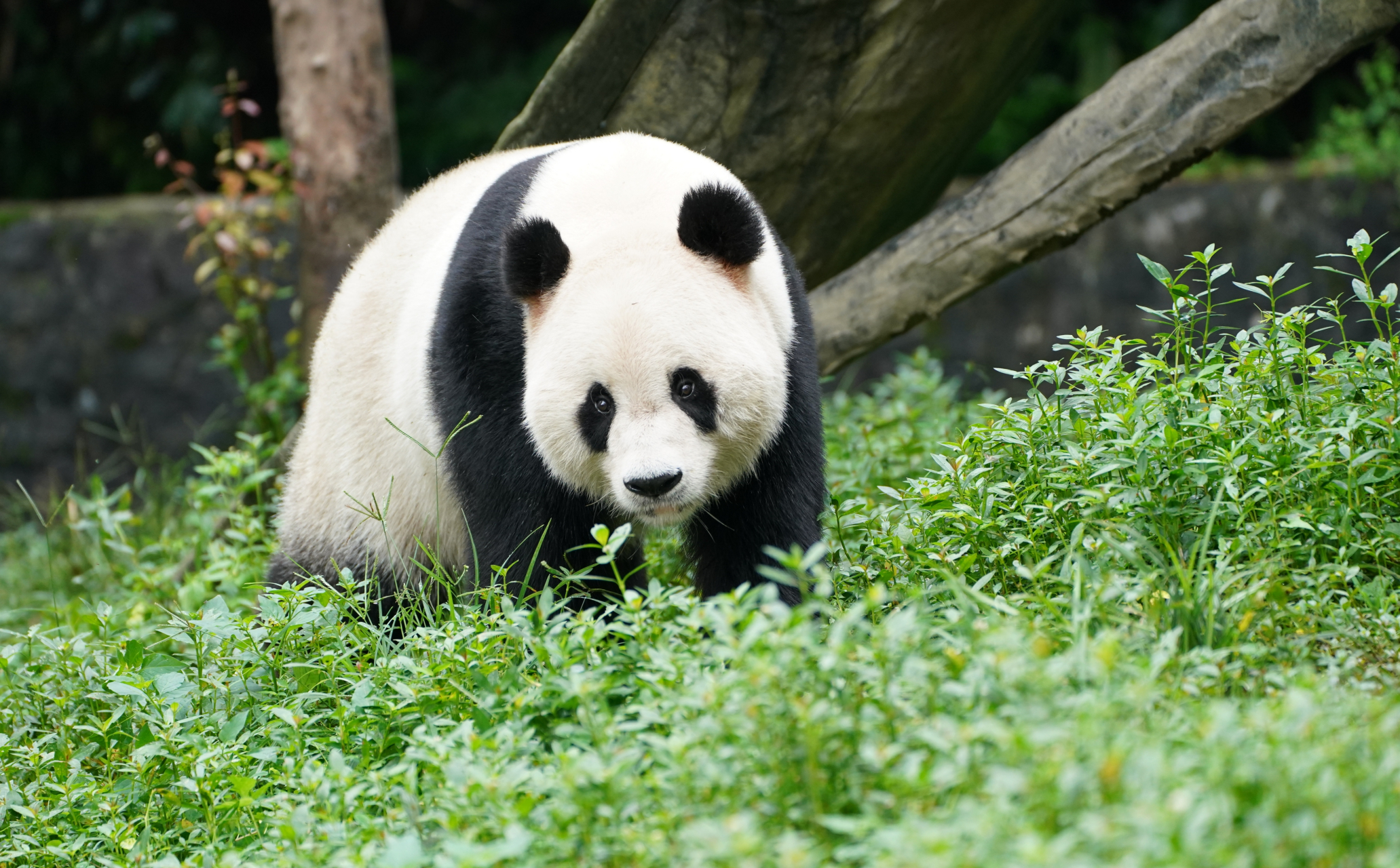 大熊猫蔓越莓, 渝可渝爱的大长腿爸爸.
