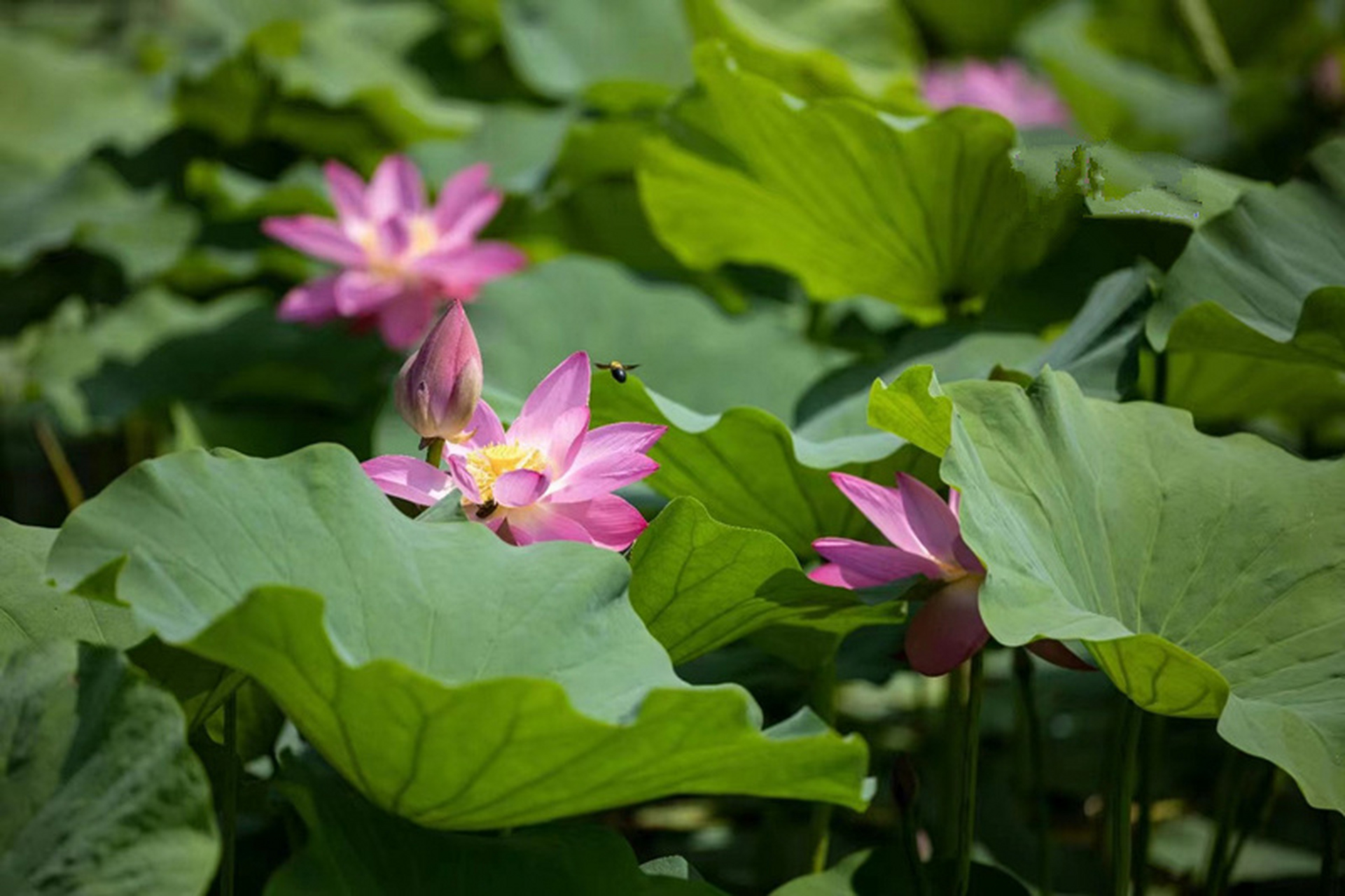 盛夏风景# 泛舟白洋淀,游荷花淀景区,苇绿荷红,景色宜人.你喜欢 ??