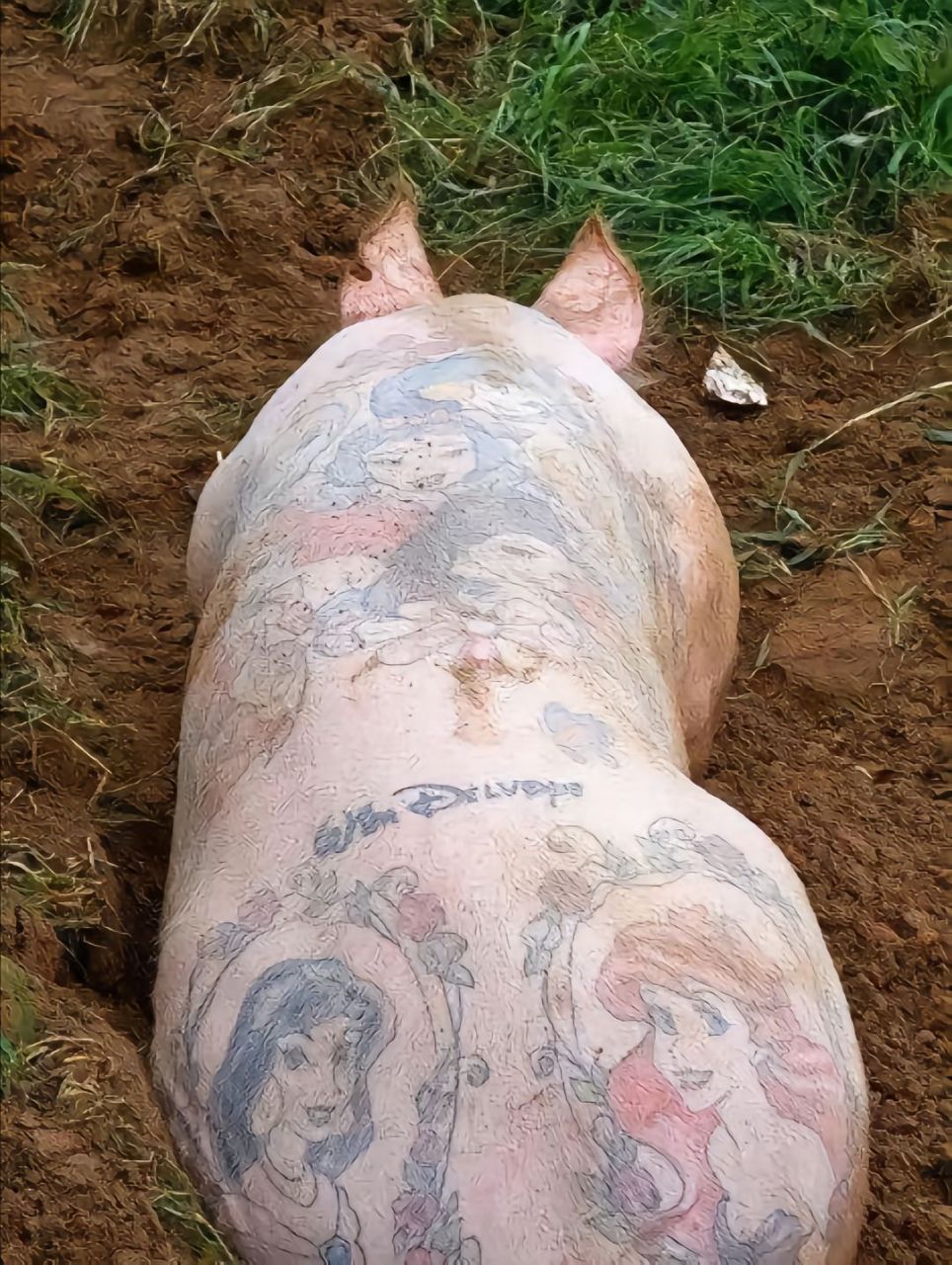 猪纹身图案小型图片