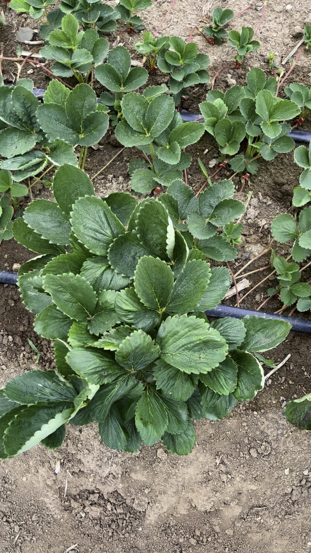 草莓苗育苗基地#黑珍珠草莓外观漂亮,颜色深红紫黑,口感香甜