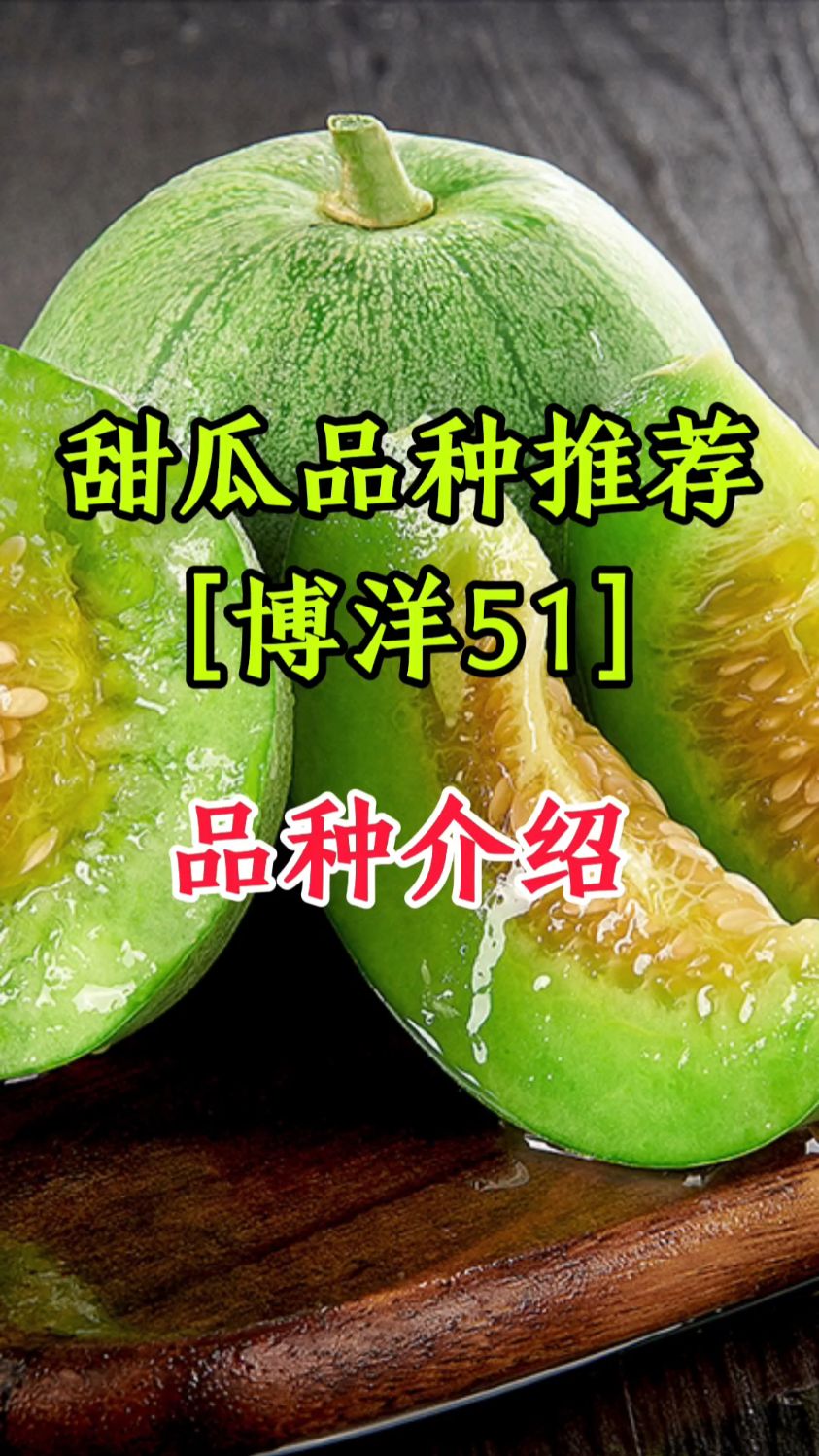 甜瓜品种推荐:绿宝类型甜瓜博洋51-度小视