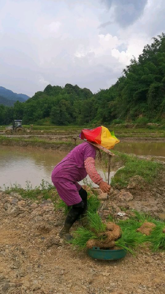 女子虽无百斤重却有千斤担,这就是客家勤劳的农村妇女