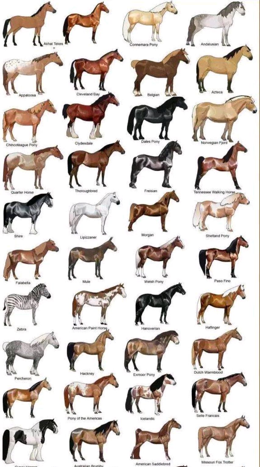 马的品种有哪些