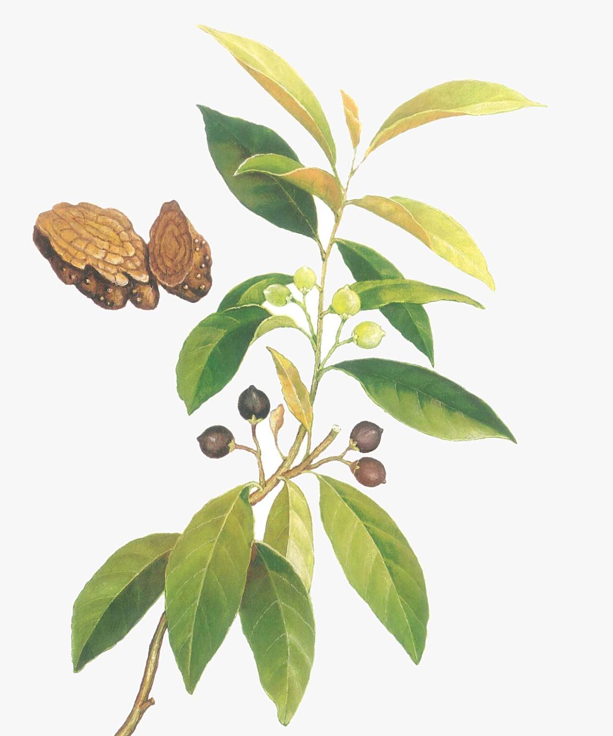 中药古今研究:丁公藤