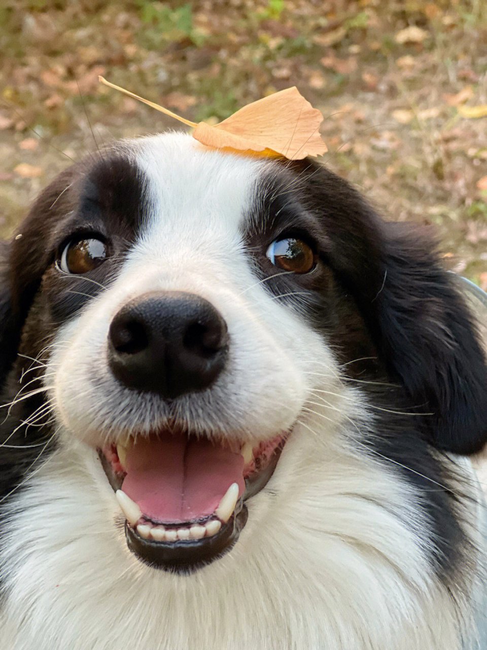 好可爱的边牧啊,笑起来真治愈人心![吃鲸]#狗狗
