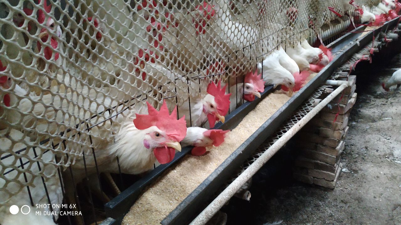 不管养什么鸡,水里放一点,解毒保肝,妙招值得分享