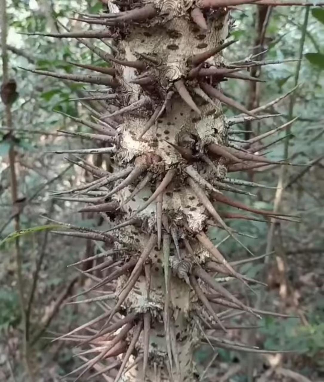 这是什么品种的树,浑身长满了刺