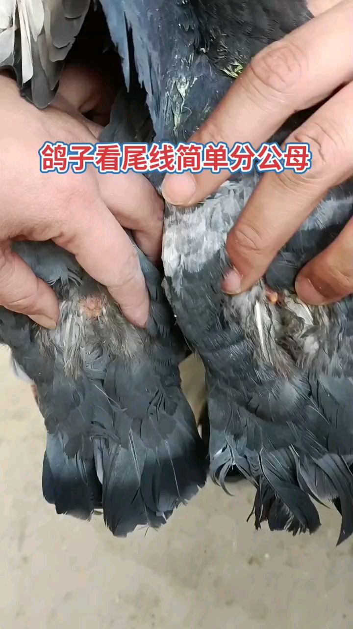 鴿子看尾線簡單分公母