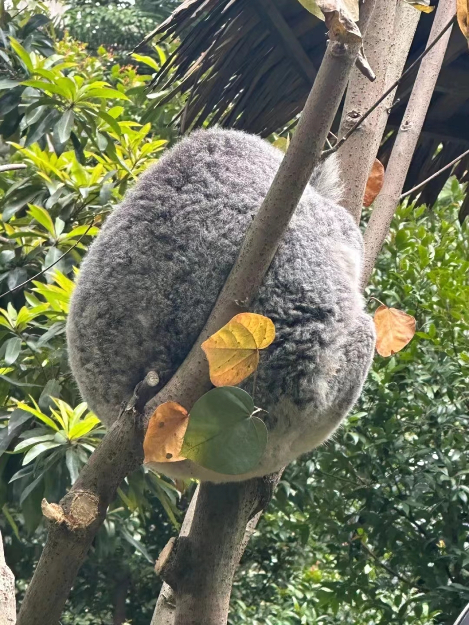 上班时间睡觉的小考拉