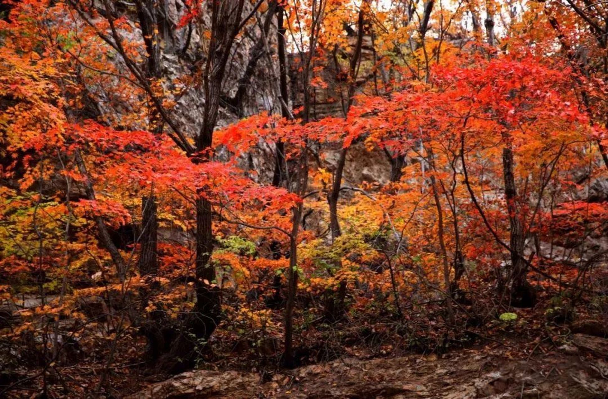 秋天风景# 凝望秋景,满眼火红