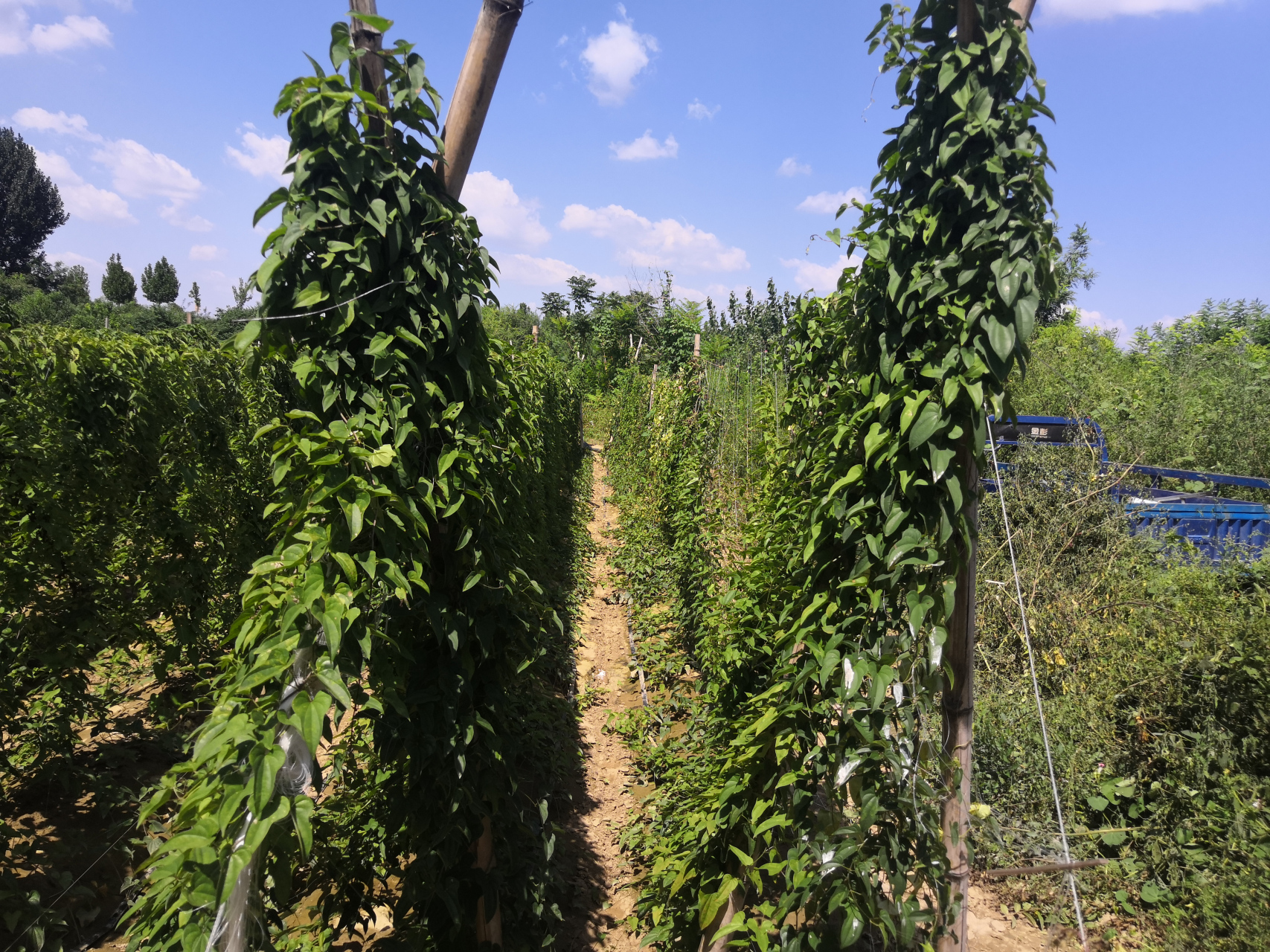 秋天风景# 永兴河东地里的山药豆已初具规模,秋收时记得过来采摘.