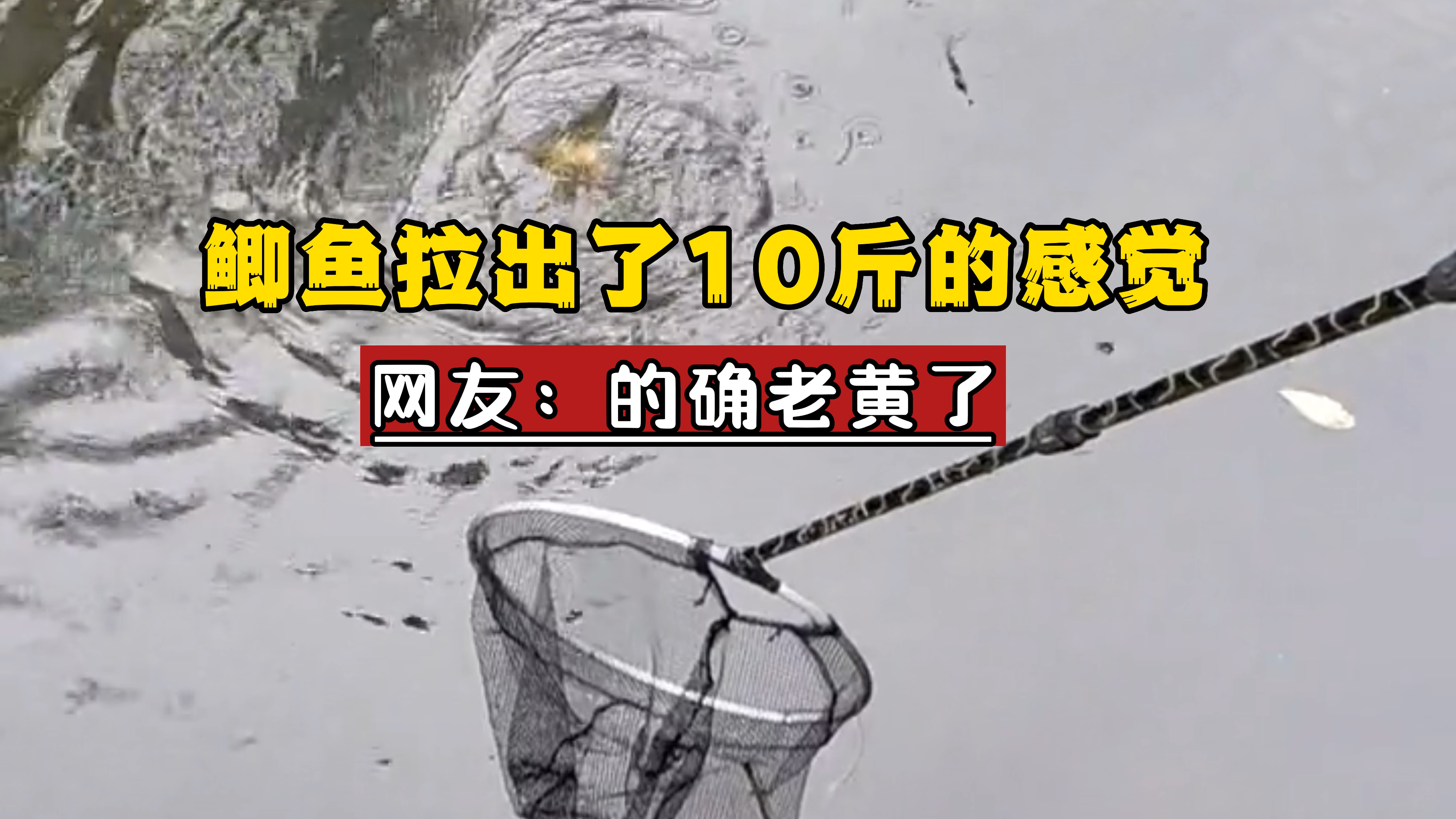 把鲫鱼拉出了10斤的感觉,这鱼有多大?网友:的确老黄了