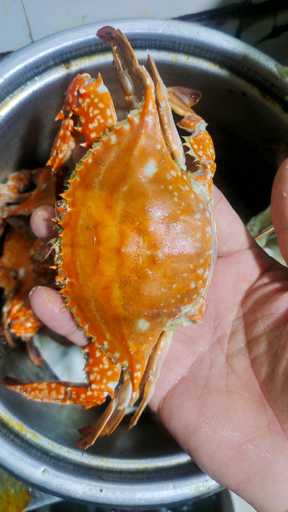 巴掌大的梭子蟹才十块钱一斤,开海了螃蟹也便宜了好多