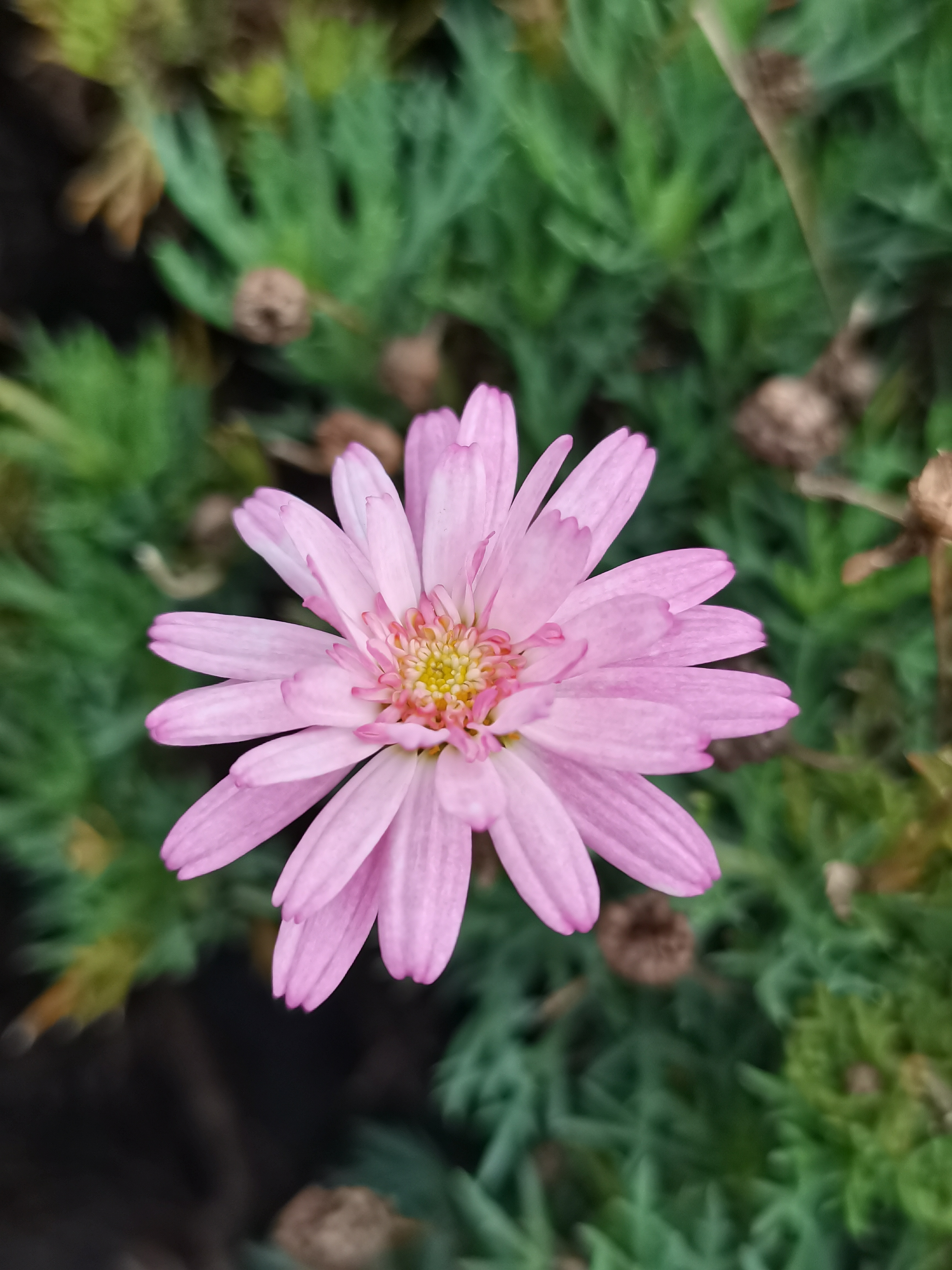 木茼蒿是菊花的一种也叫做野菊花花果期2~10月