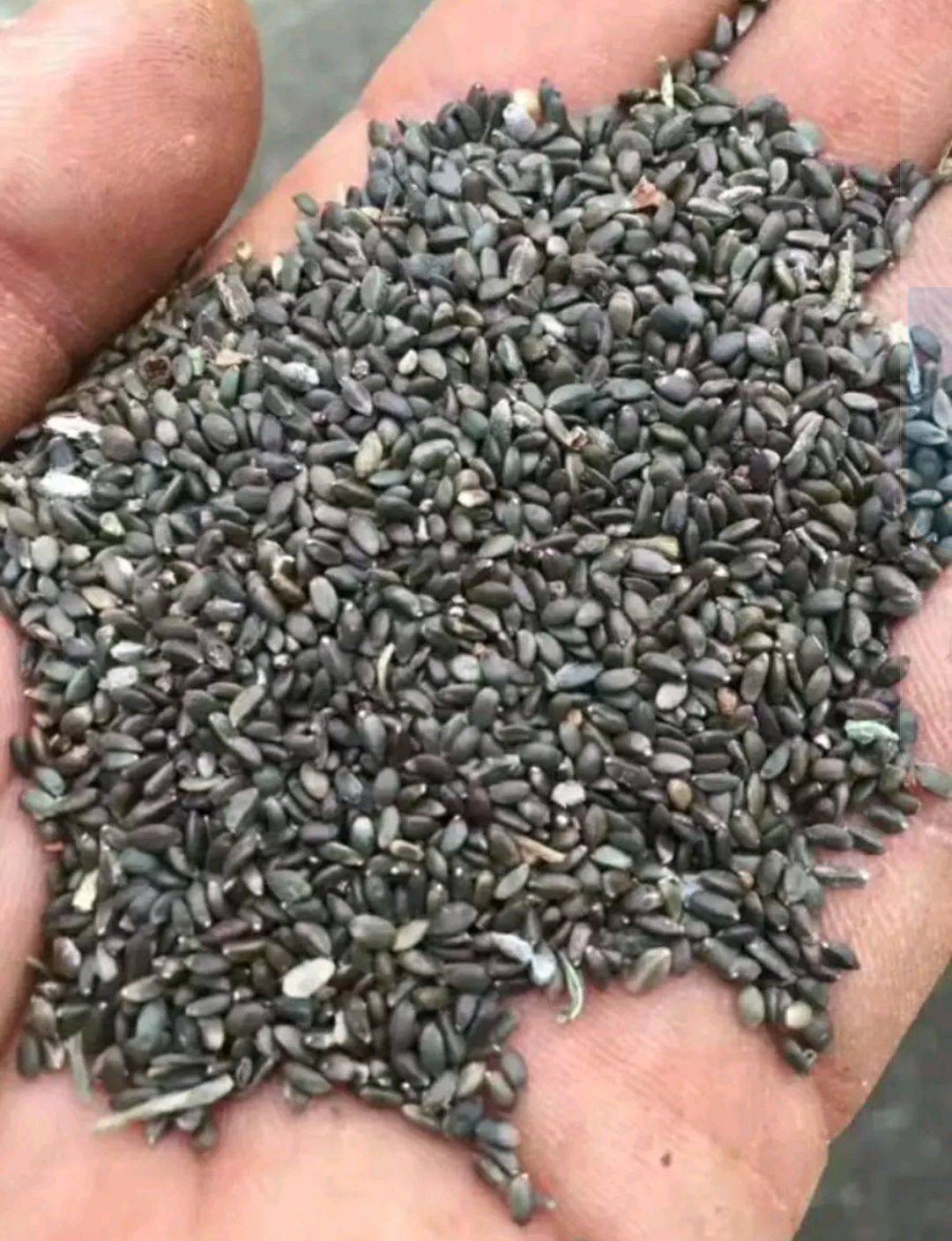 丹参育苗种植全流程