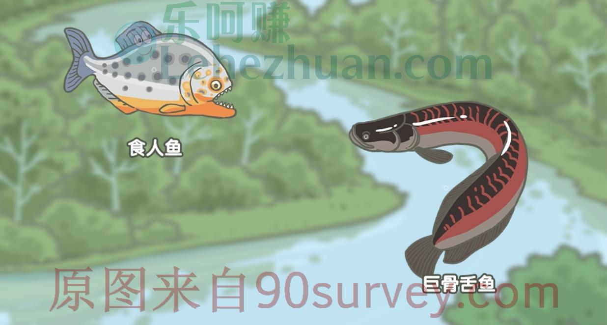 食人鱼VS巨骨舌鱼对决,谁会赢?答案:巨骨舌鱼 食人鱼VS巨骨舌鱼对决,谁会赢?答案:巨骨舌鱼