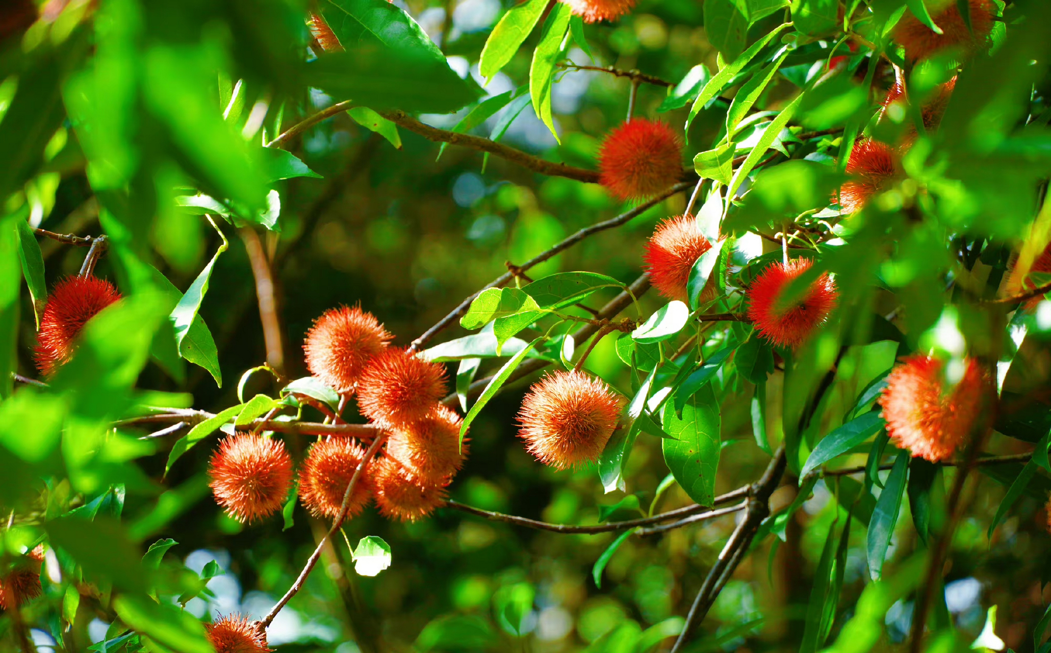 猴欢喜90 猴欢喜得名有两种说法,一种是:果子成熟时,野外的猴子以为