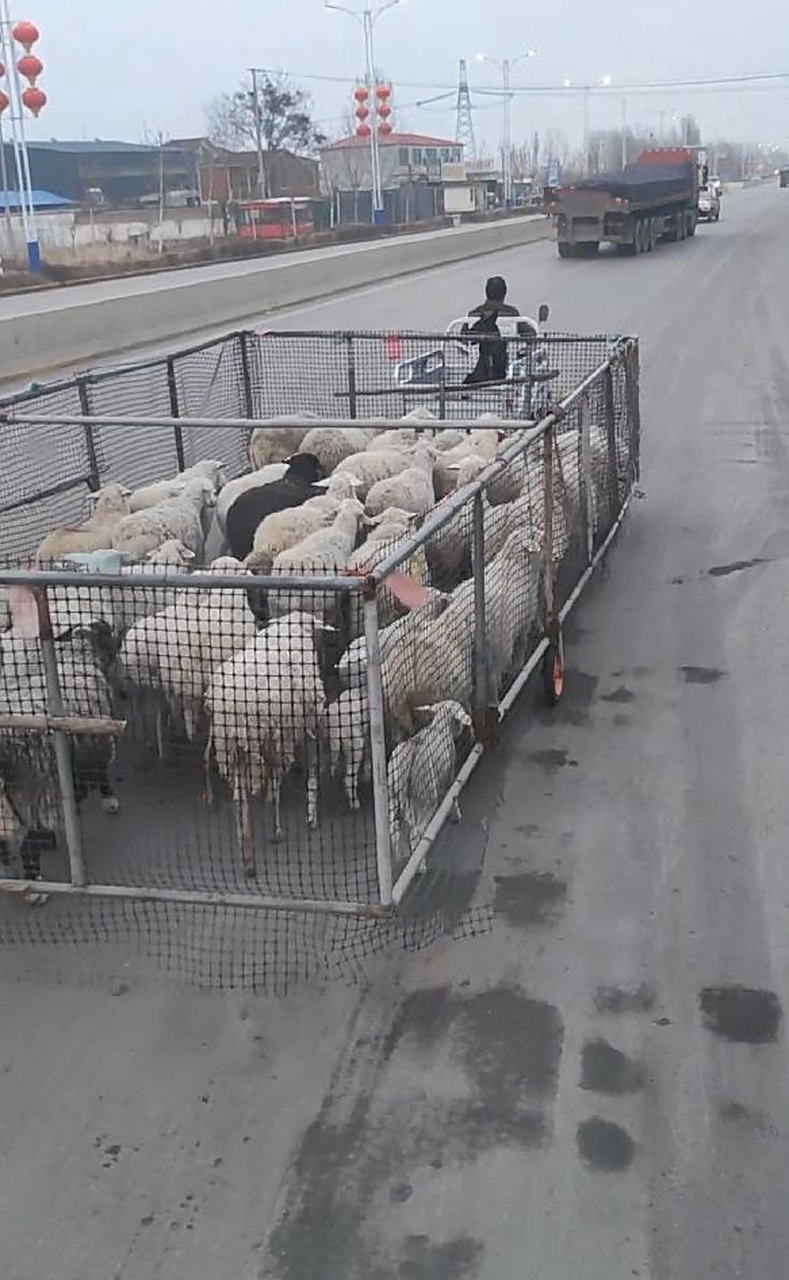 新款拉羊车,真的是高手在人间.