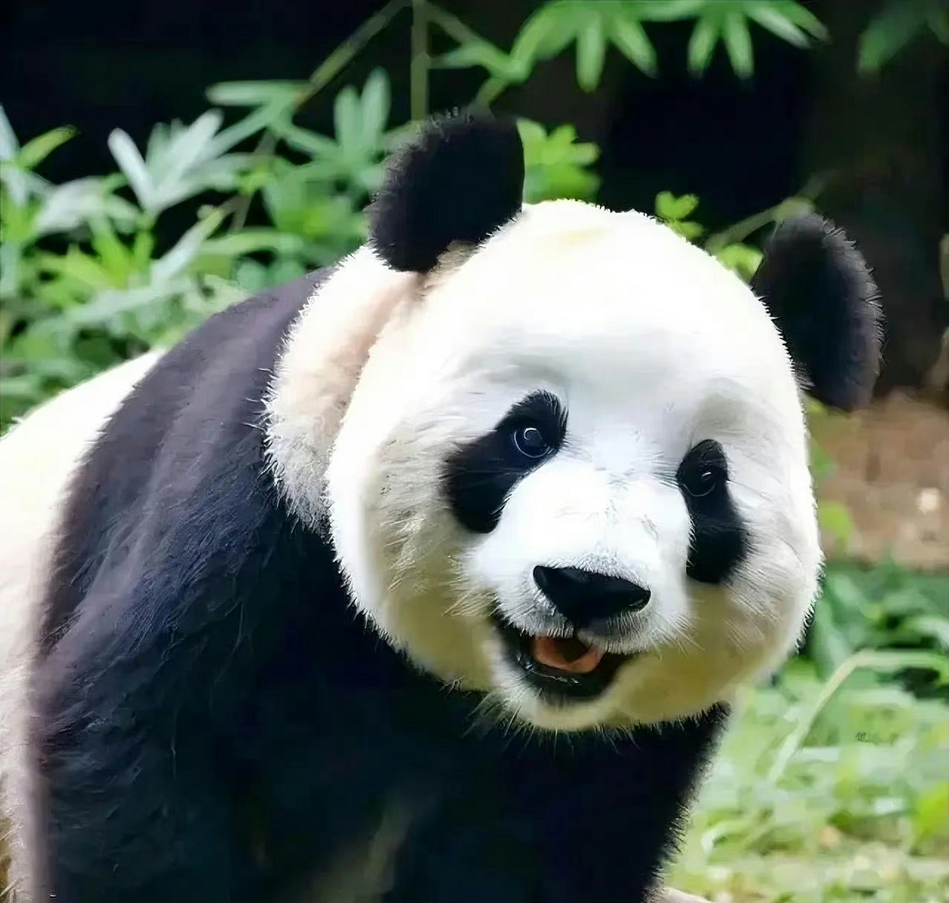 能打败飞云的只有飞云小时候,真是熊猫届天花板,从小好看到大.