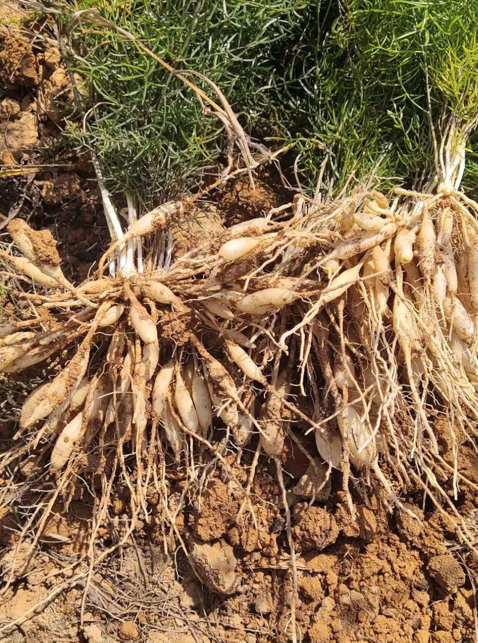 儿多母苦的天门冬#农村