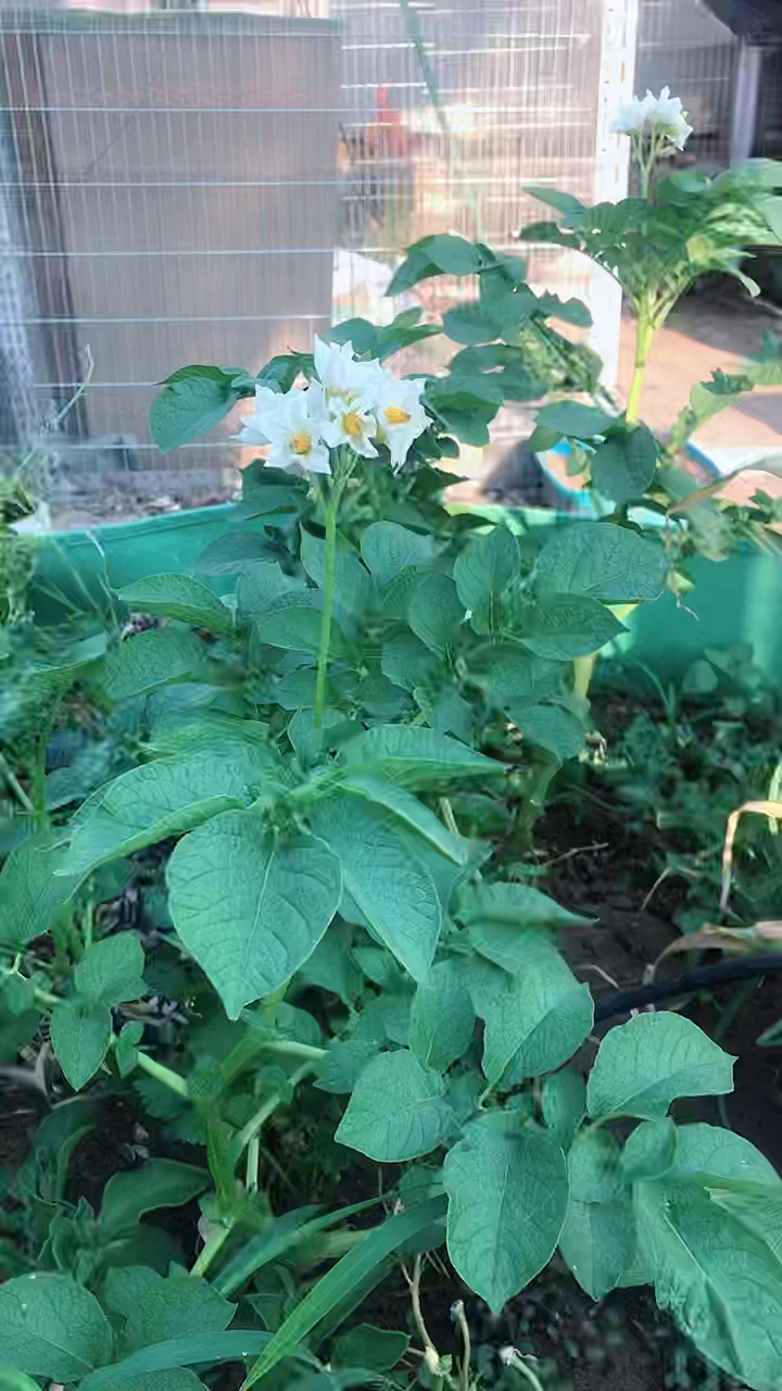 土豆开花也漂亮