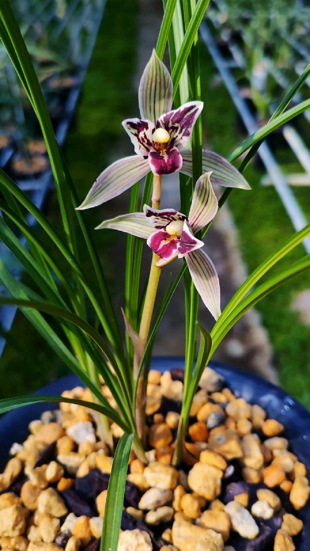 让我日夜相对百看不厌的莲瓣兰红满天开花了快来看看