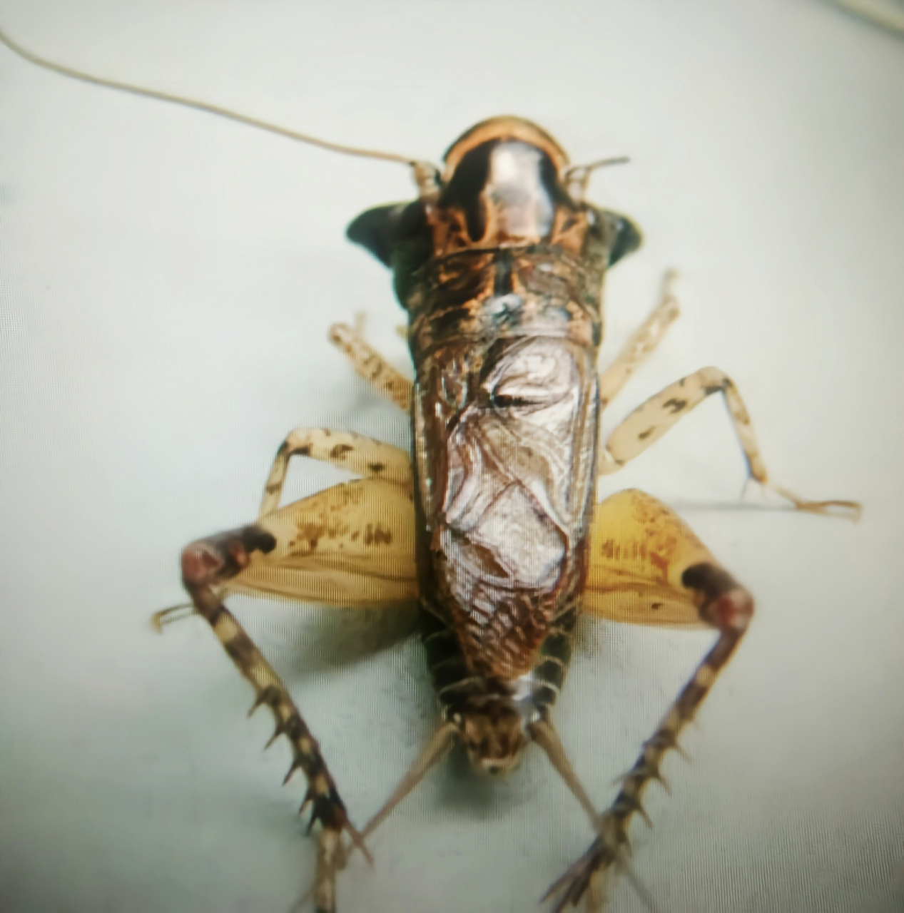 每天认识一种昆虫——多伊棺头蟋 多伊棺头蟋 别名棺材头,斧头恭,是