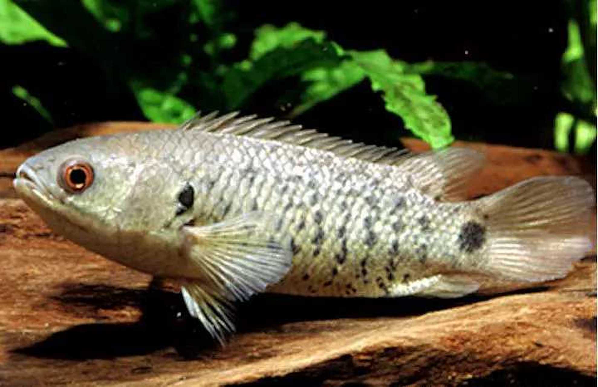 龟壳攀鲈是世界上少数会在陆地上行走的鱼,当然它也是因为自己顽强的