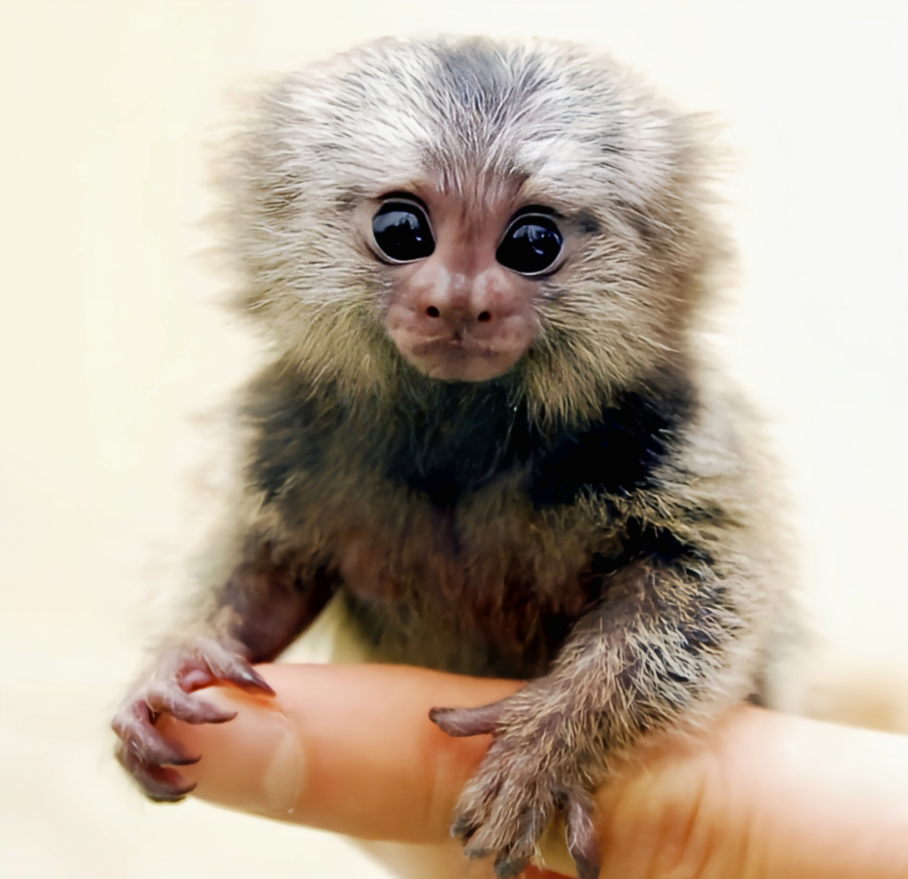 每天认识一种动物——侏儒绒猴 世界上最小的灵长类动物,侏儒绒猴,你