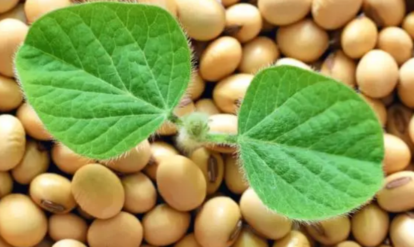 黄豆是单子叶植物还是双子叶植物?