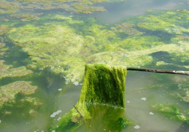 水绵有叶绿体吗