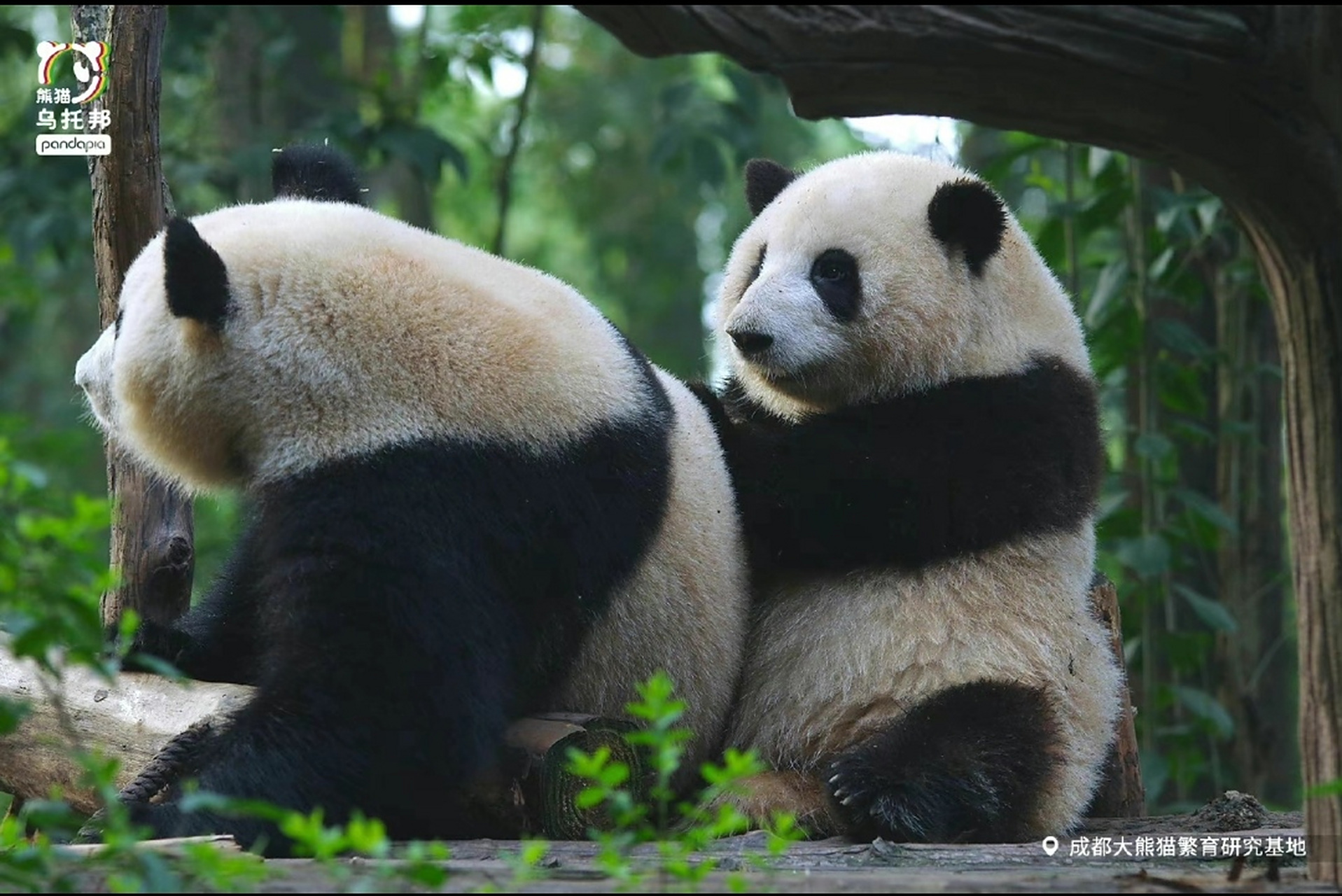 好喜欢花花和叶子,两姐弟在一起就是治愈[亲吻] #大熊猫# #大熊猫和花