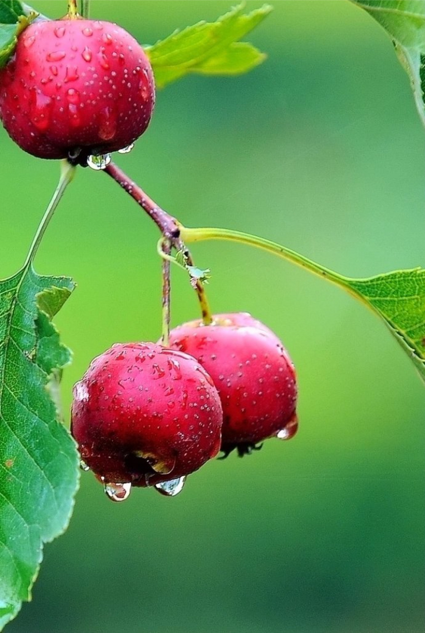山里红色泽红润,甜酸适中,味美可口,有较高的营养和医疗价值,具有降