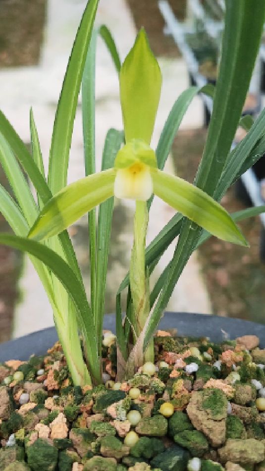 春兰老品种经典双艺文团中透开花了漂亮