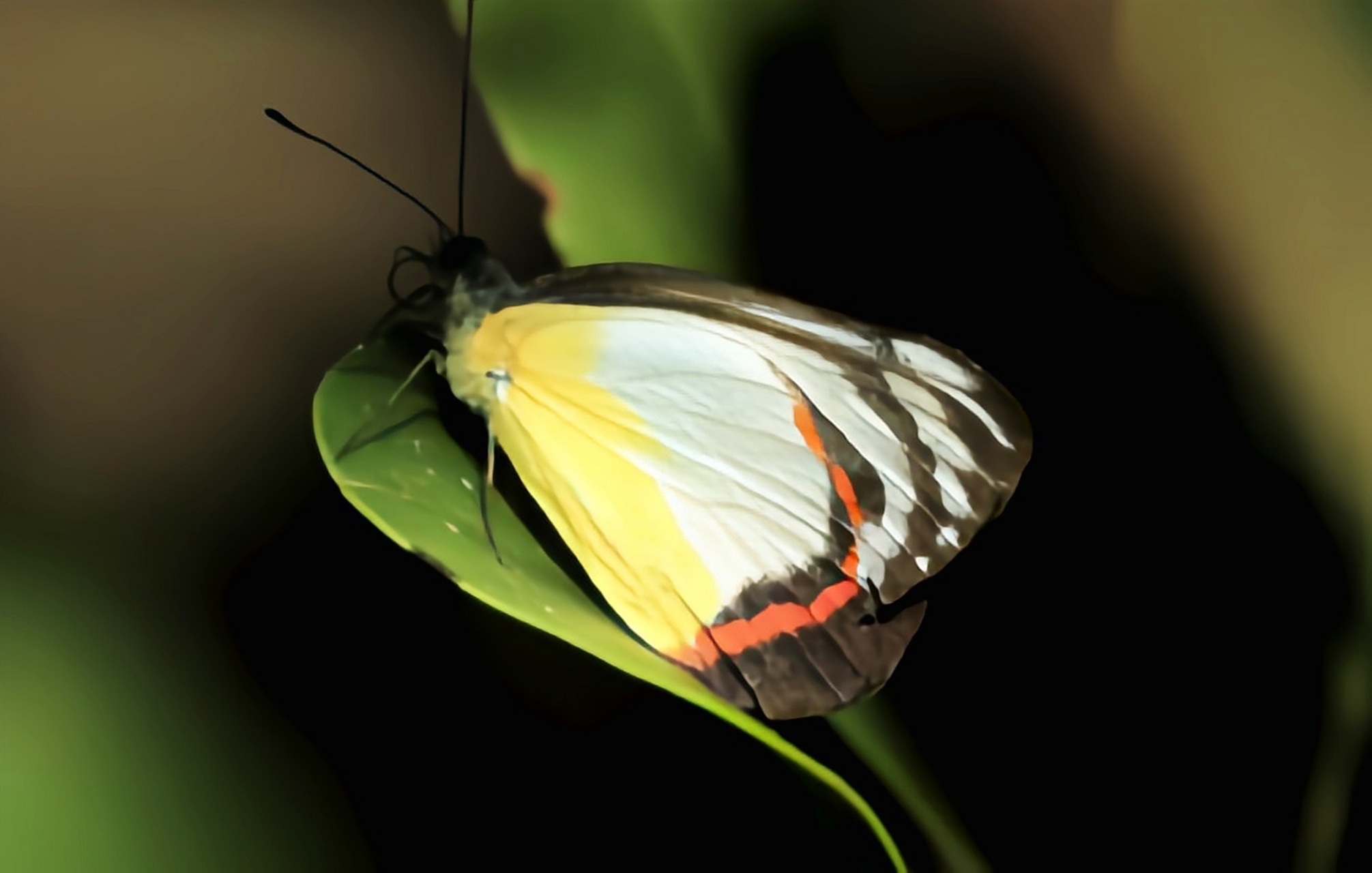 每天认识一种昆虫——红带粉蝶 红带粉蝶别名红带斑粉蝶,翅展5-7厘米