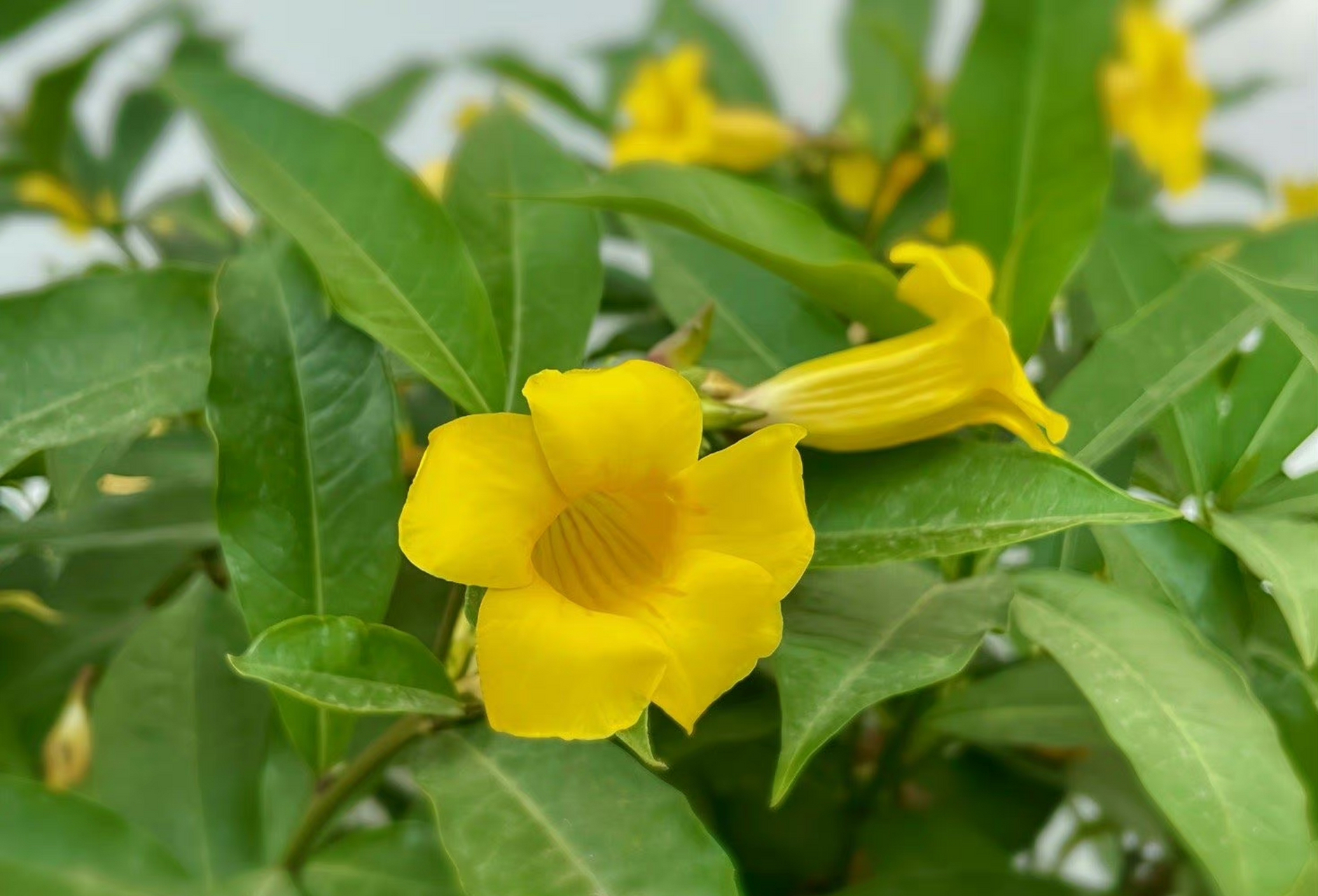 一花一语:黄蝉花       寺庙的墙边种了一排