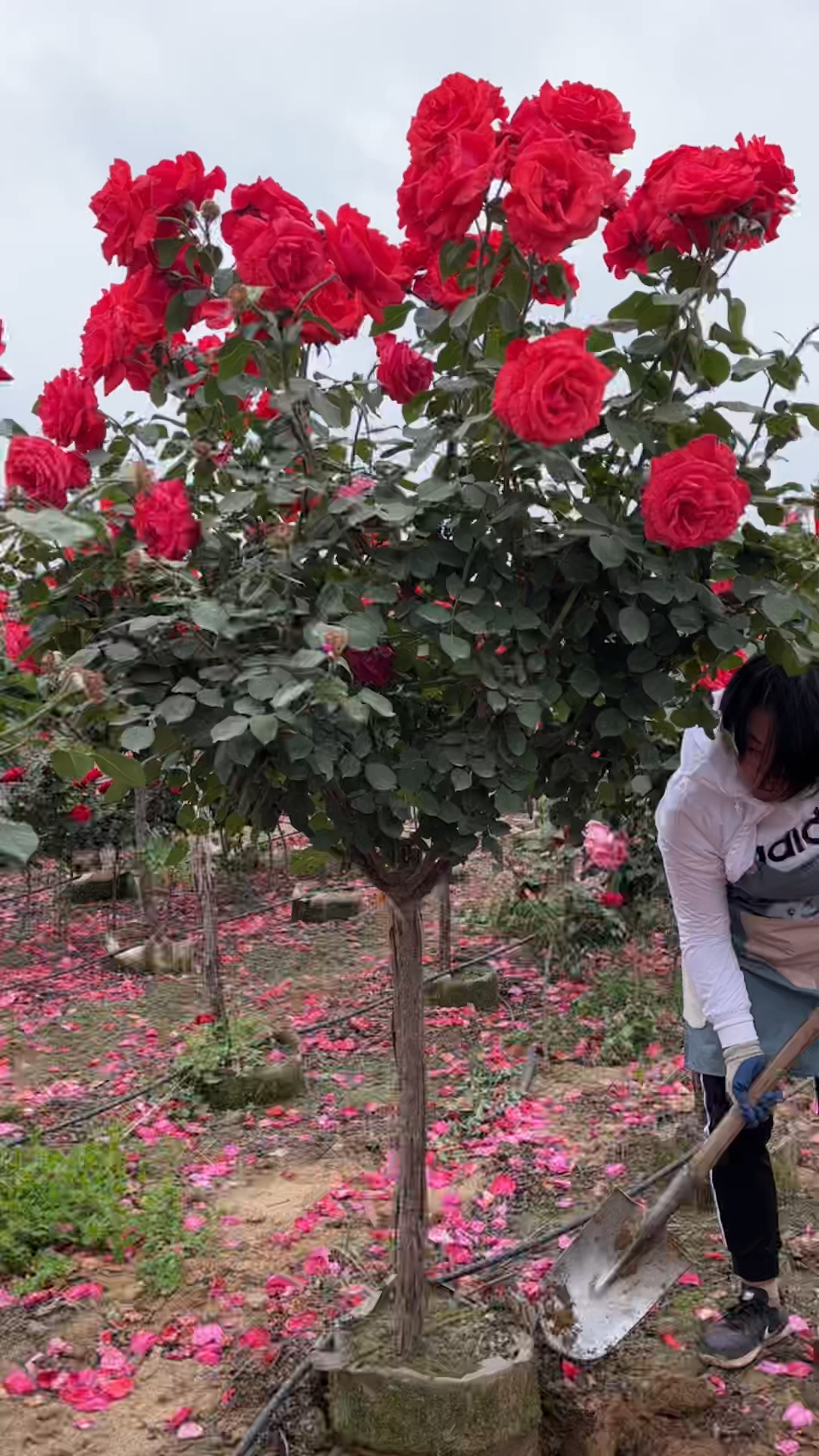 獨杆月季苗價格 哪裡有獨杆月季苗 樹狀月季苗多少錢一棵 月季花苗