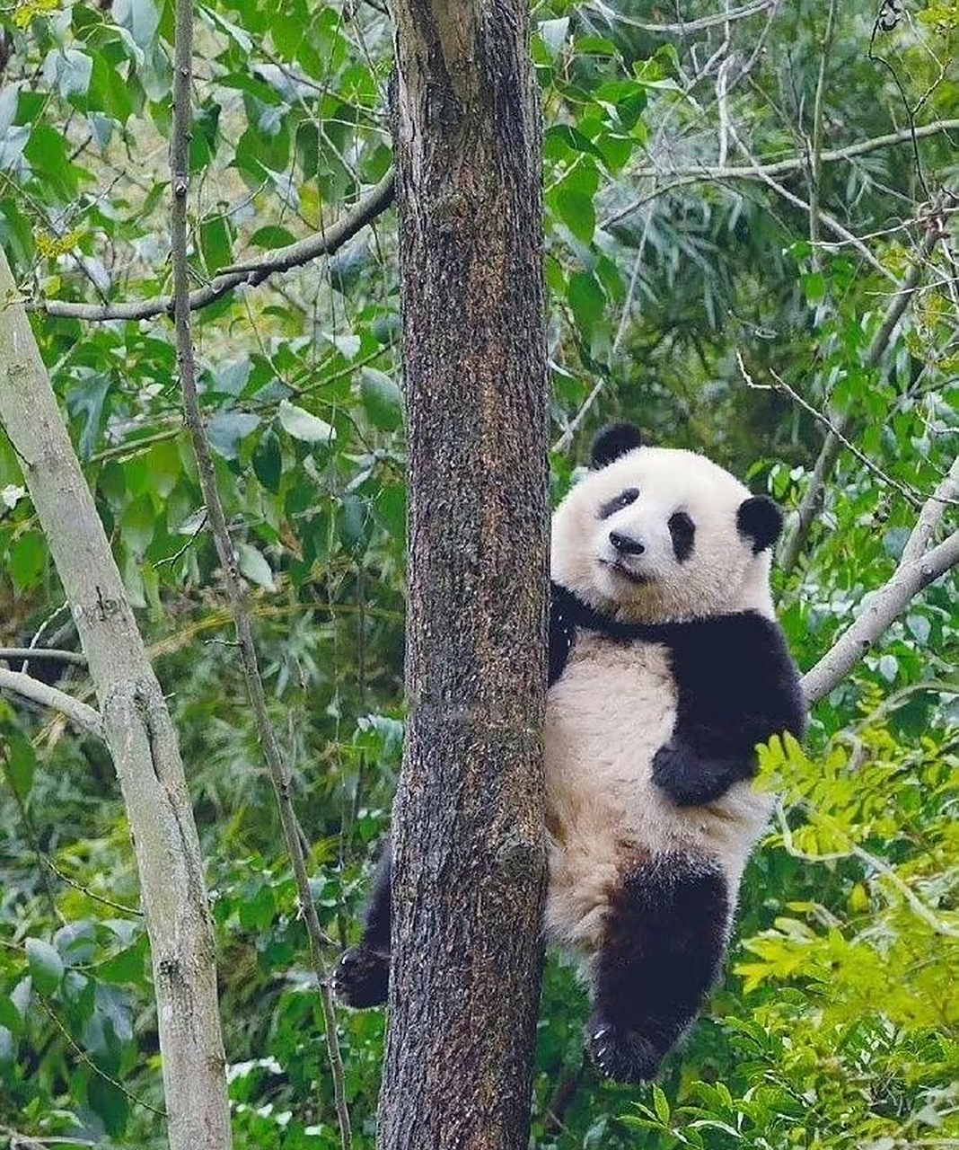 熊猫胖墩墩,肉嘟嘟,圆滚滚,爬起树来可厉害了#趣图搞笑