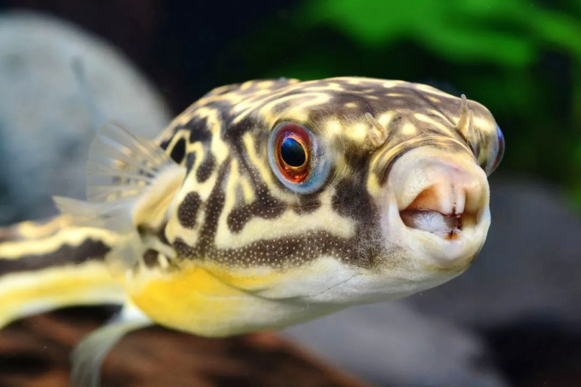 感觉这只鱼不礼貌呢,这嘴型好像在骂脏话.  #趣图搞笑