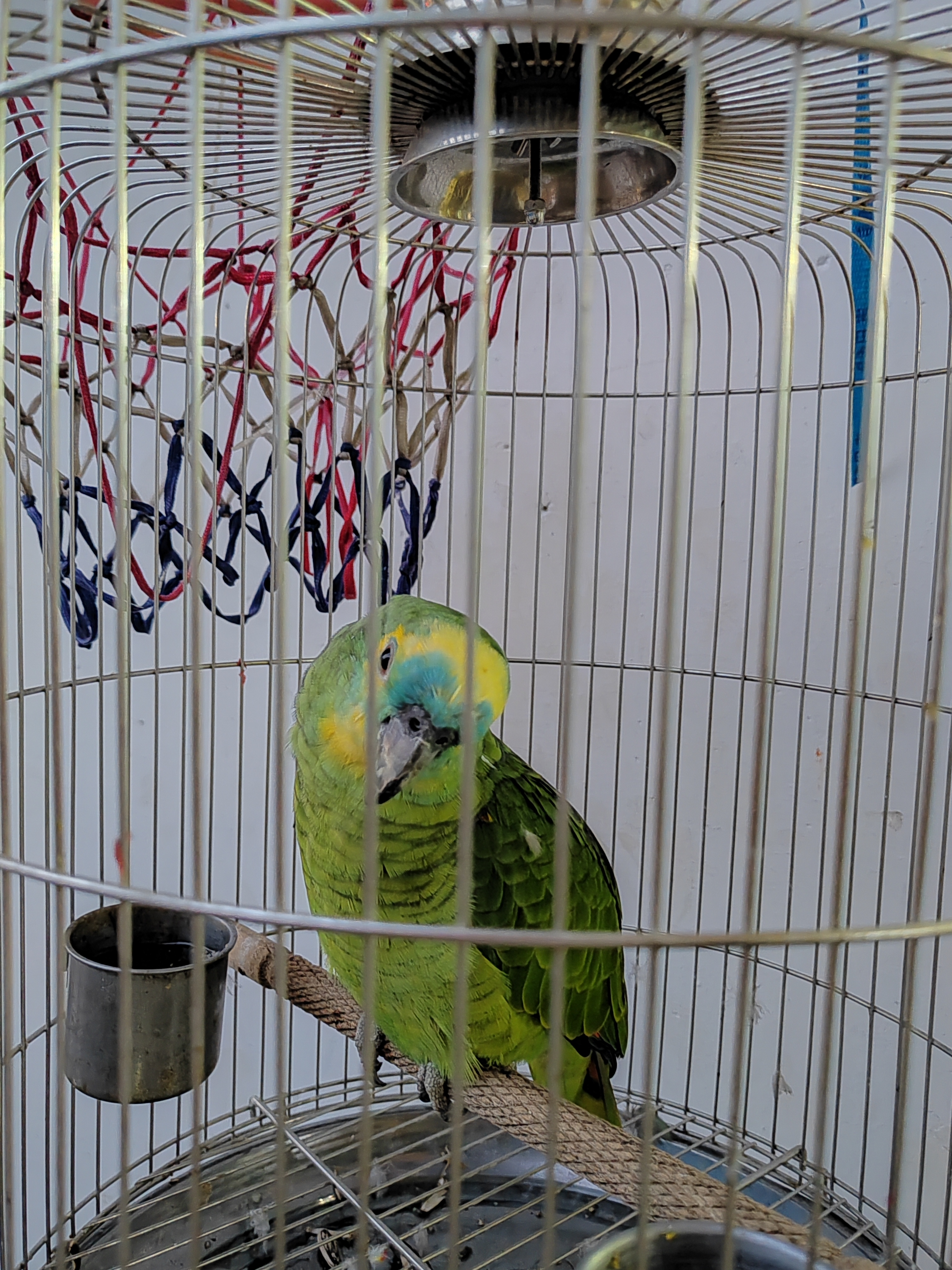 一只努力当网红的鹦鹉